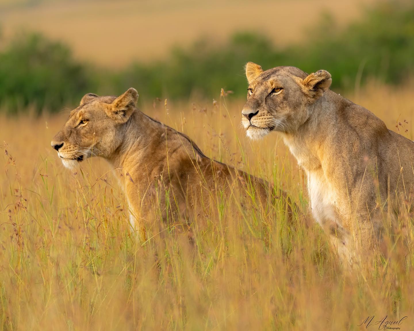 Carol and Davis Tours & Travel